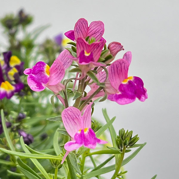 リナリア グッピー花色ミックス3-3.5号ポット 6株セット