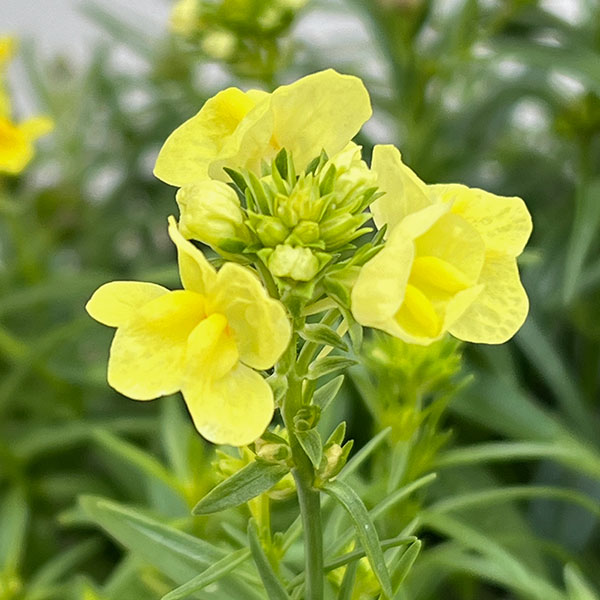 リナリア グッピー花色ミックス3-3.5号ポット 6株セット