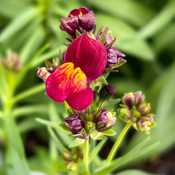 リナリア グッピー花色ミックス3-3.5号ポット 6株セット