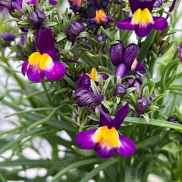 リナリア グッピー花色ミックス3-3.5号ポット 6株セット