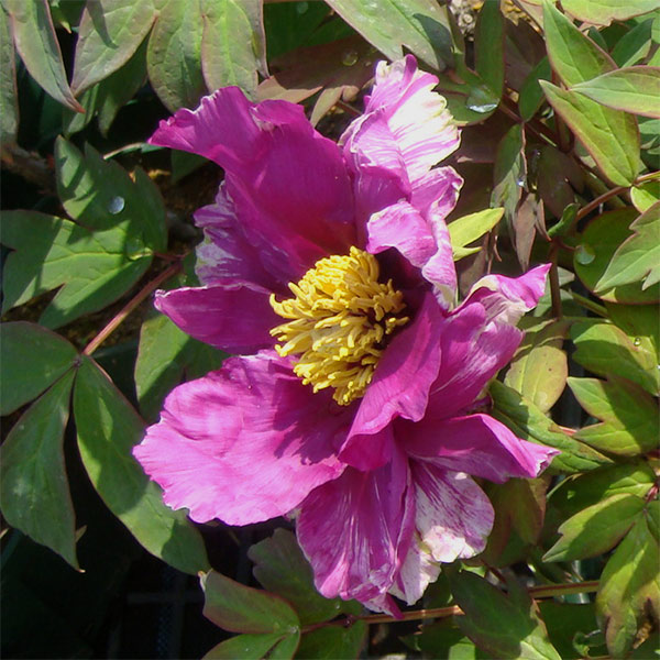 寒牡丹（ぼたん）：時雨雲（しぐれぐも）2～3年生苗 6号ポット