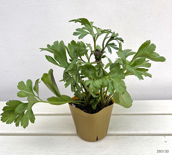 ラナンキュラス：トワイライトレディ花色アソート3.5号ポット