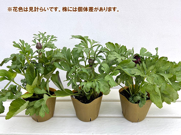 ラナンキュラス：トワイライトレディ花色アソート3.5号ポット