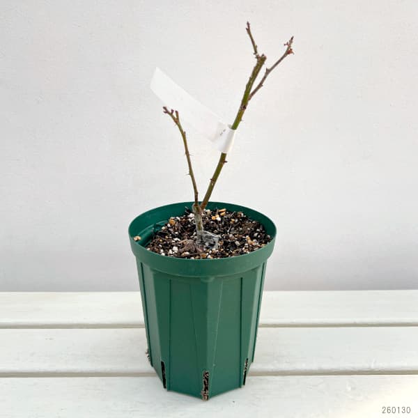 ハイブリッドティー:ケニギン ベアトリックス接木苗4号ロングポット