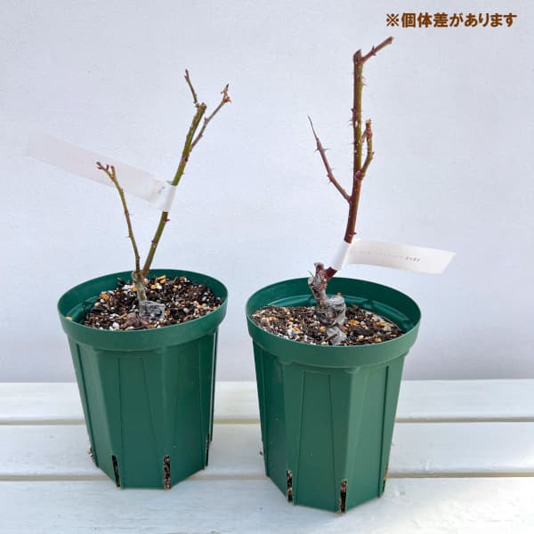 ハイブリッドティー:ケニギン ベアトリックス接木苗4号ロングポット