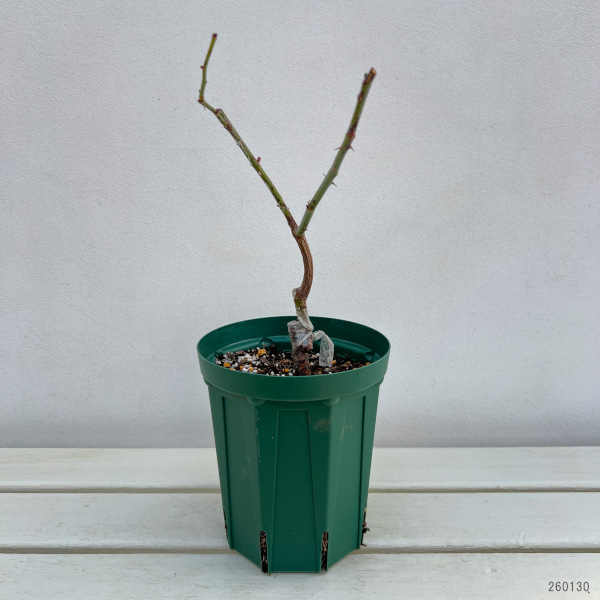 ハイブリッドティー：マダム ヴィオレ接木苗4号ロングポット(バラ)