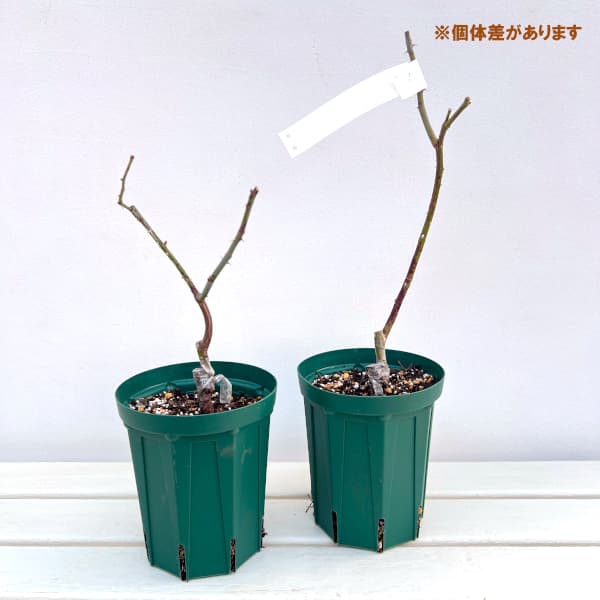 ハイブリッドティー：マダム ヴィオレ接木苗4号ロングポット(バラ)