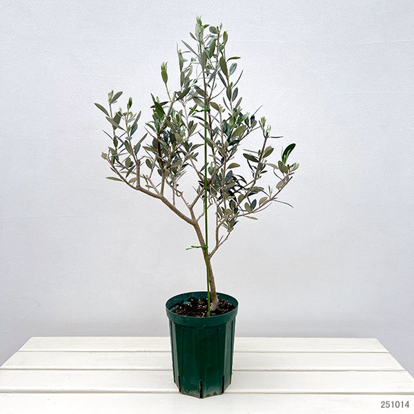 オリーブ:マンザニロ 5号鉢植え*