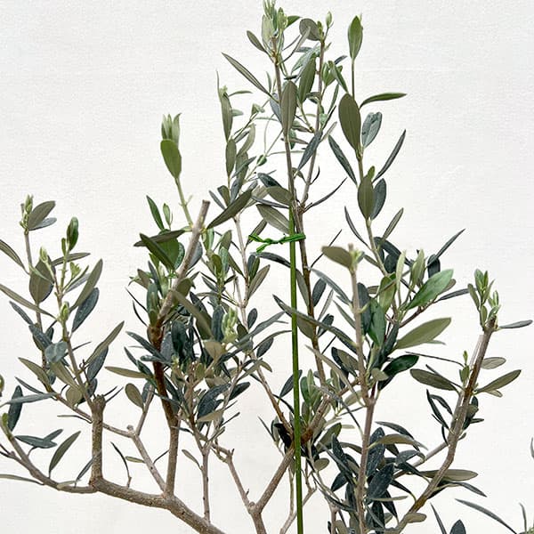 オリーブ:マンザニロ 5号鉢植え*