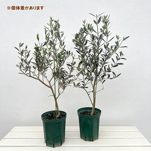 オリーブ:マンザニロ 5号鉢植え*