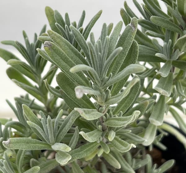 ラベンダー:濃紫3号(富良野のラベンダー)3号ポット