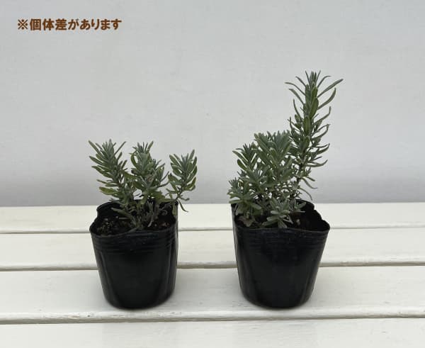 ラベンダー:濃紫3号(富良野のラベンダー)3号ポット