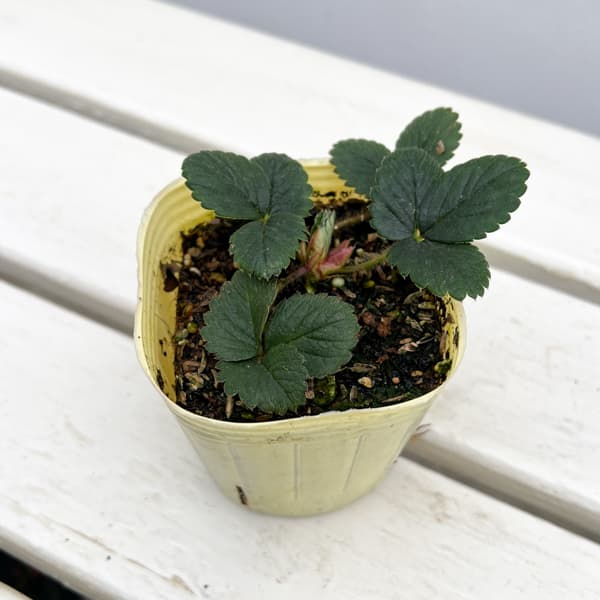 イチゴ（一季なり）：ほうこうわせ（宝交早生）3号ポット