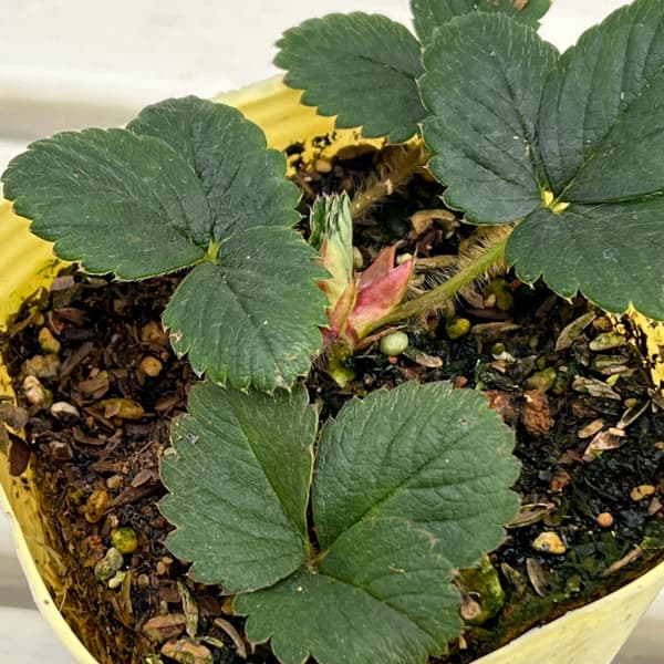 イチゴ（一季なり）：ほうこうわせ（宝交早生）3号ポット