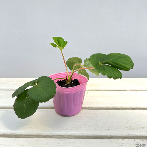 イチゴ(一季なり):とよのか(豊の香)3号ポット