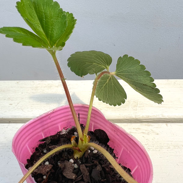 イチゴ(一季なり):とよのか(豊の香)3号ポット