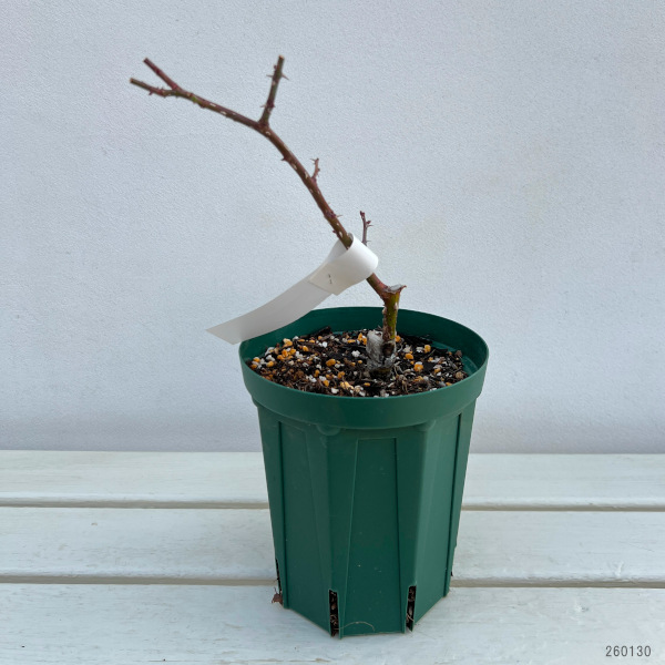 ハイブリッドティー：聖火（せいか）接木苗4号ロングポット(バラ)