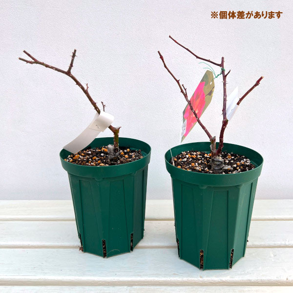 ハイブリッドティー：聖火（せいか）接木苗4号ロングポット(バラ)