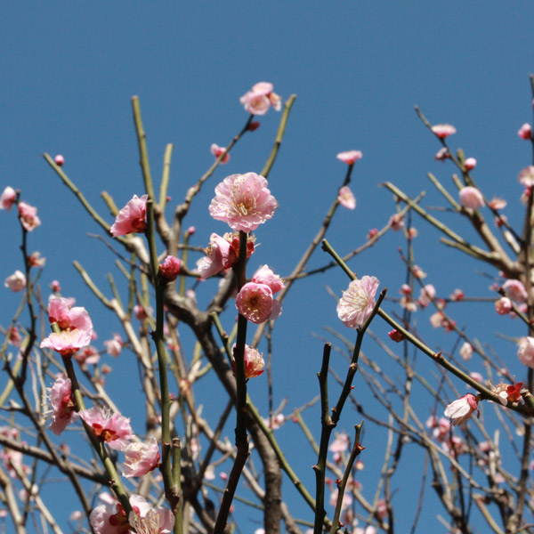 ハナウメ（花梅）：見驚（ケンキョウ）接木苗5号ポット
