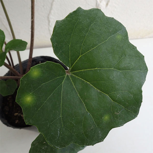 ツワブキ：斗母元君（とぼげんくん）5号鉢植え