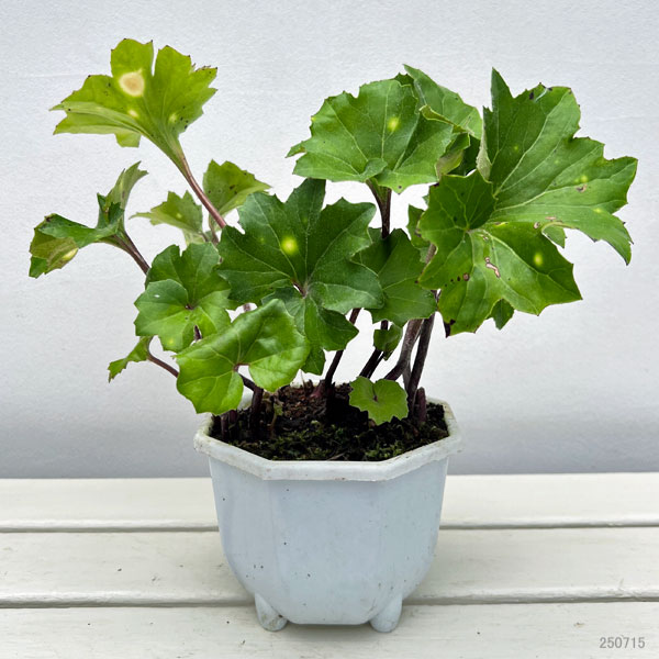 ツワブキ：斗母元君（とぼげんくん）5号鉢植え