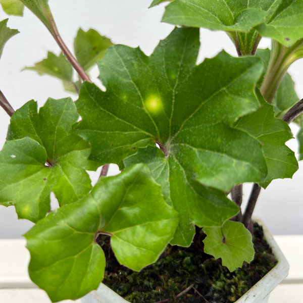 ツワブキ：斗母元君（とぼげんくん）5号鉢植え