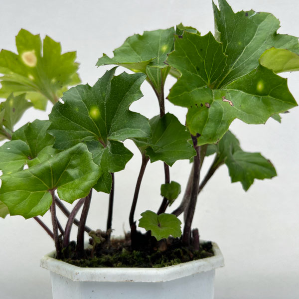 ツワブキ：斗母元君（とぼげんくん）5号鉢植え
