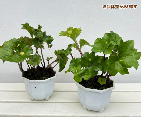 ツワブキ：斗母元君（とぼげんくん）5号鉢植え
