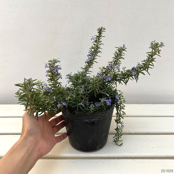 ローズマリー（半ほふく性）：ダンシングウォーター4.5号ポット