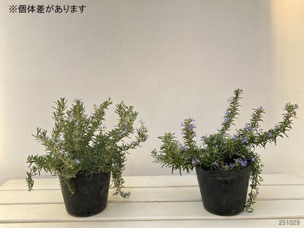 ローズマリー（半ほふく性）：ダンシングウォーター4.5号ポット