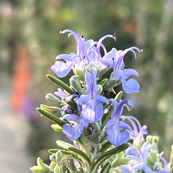 ローズマリー（半ほふく性）：ダンシングウォーター4.5号ポット