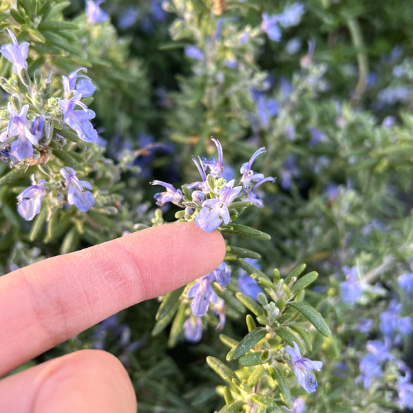 ローズマリー（半ほふく性）：ダンシングウォーター4.5号ポット