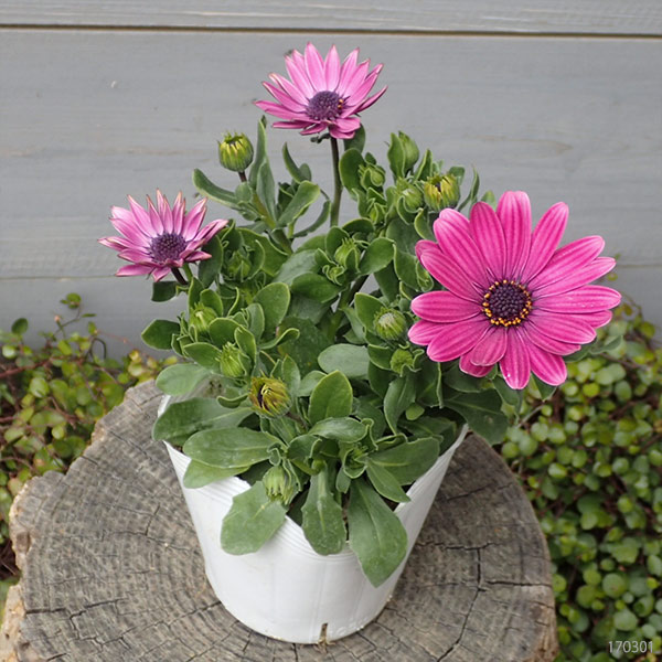 オステオスペルマム：セレニティ ダークパープル3.5号ポット