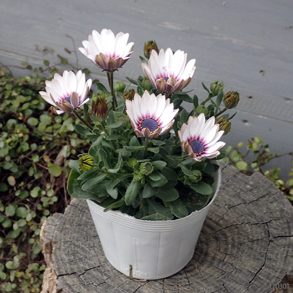 オステオスペルマム：セレニティ ラベンダーフロスト3.5号ポット