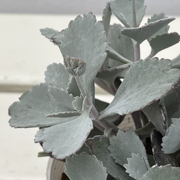 カランコエ:プミラ(白銀の舞)3.5号ポット