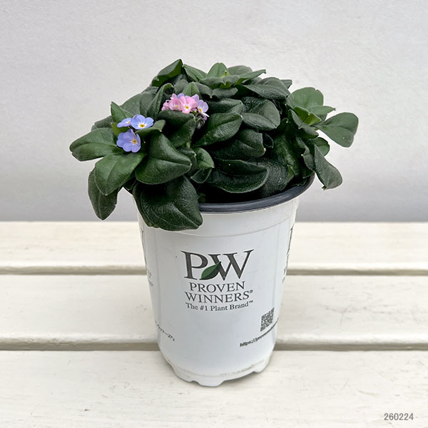 ミオソティス：ミオマルク4号ポット