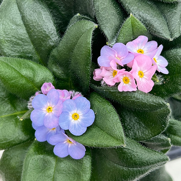 ミオソティス：ミオマルク4号ポット