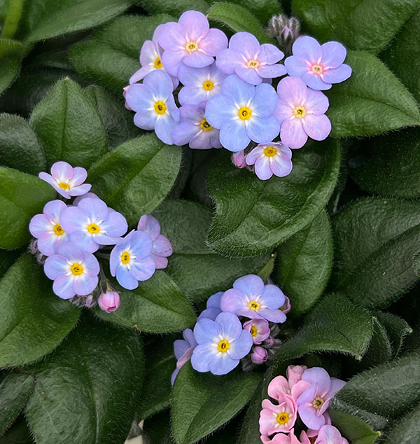 ミオソティス：ミオマルク4号ポット