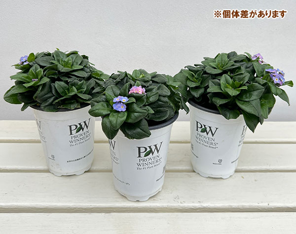 ミオソティス：ミオマルク4号ポット