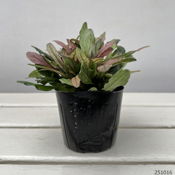 アジュガ：ディクシーチップ3-3.5号ポット