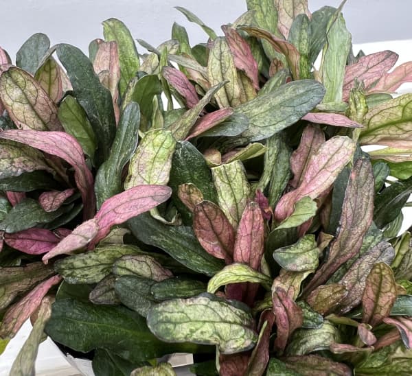 アジュガ：ディクシーチップ3-3.5号ポット