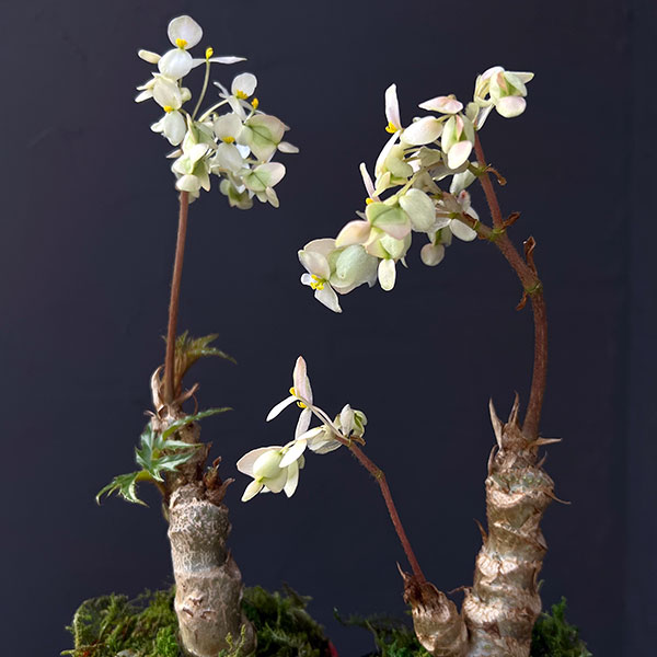 さくらベゴニア3.5号鉢植え