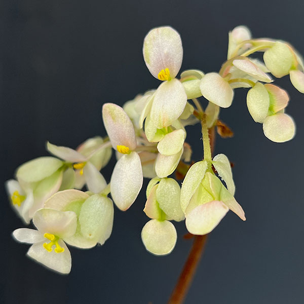 さくらベゴニア3.5号鉢植え