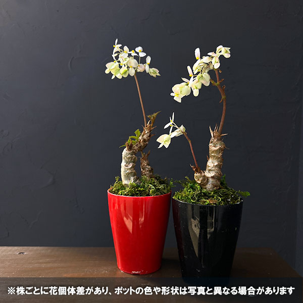 さくらベゴニア3.5号鉢植え