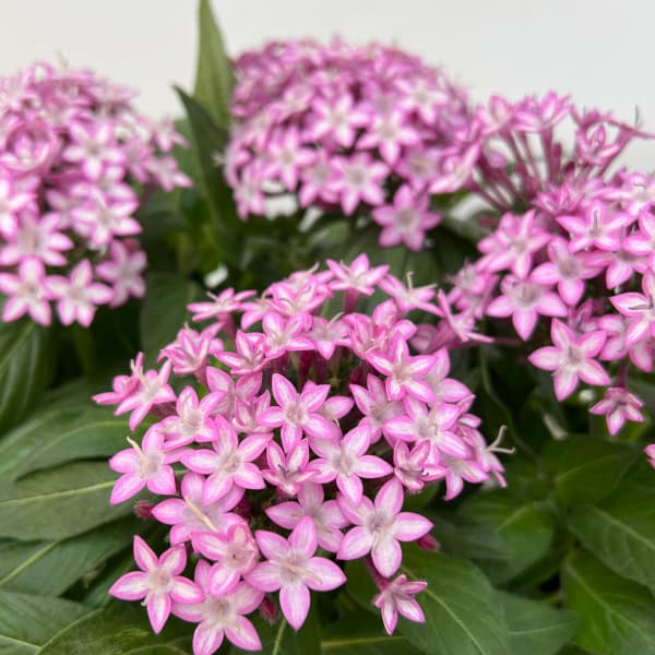 園芸ネット本店｜ペンタス：ギャラクシー パープルスター3.5号ポット