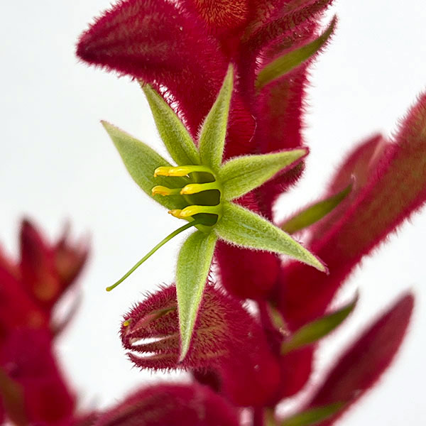 カンガルーポー:ブッシュバラード(赤) 5号鉢植え