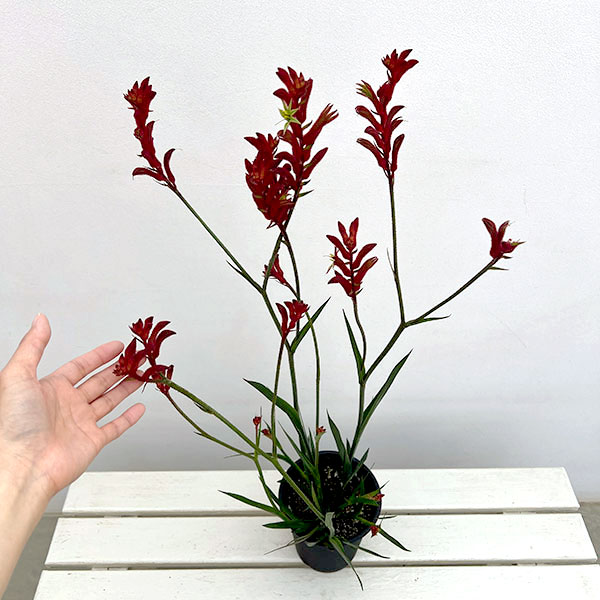 カンガルーポー:ブッシュバラード(赤) 5号鉢植え