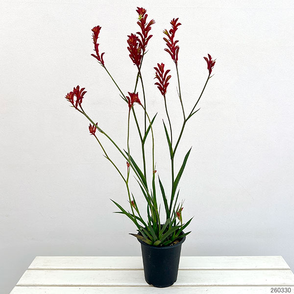 カンガルーポー:ブッシュバラード(赤) 5号鉢植え
