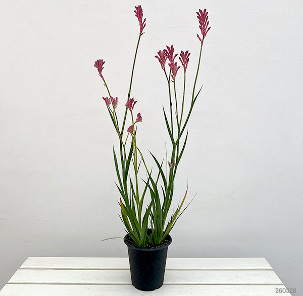 園芸ネット本店｜カンガルーポー：ブッシュパール（ピンク） 5号鉢植え