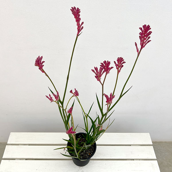 園芸ネット本店｜カンガルーポー：ブッシュパール（ピンク） 5号鉢植え